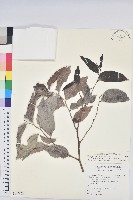 藏品(披針葉饅頭果)的圖片