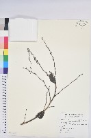 藏品(披針葉饅頭果)的圖片
