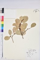 藏品(白樹仔)的圖片