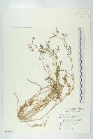 藏品(歐亞蔊菜)的圖片