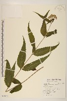 藏品(田代氏澤蘭)的圖片