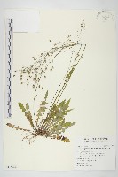 藏品(台灣黃鵪菜)的圖片