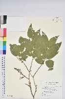 藏品(南燭)的圖片