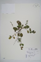 藏品(臺灣附地草)的圖片