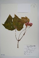 藏品(水鴨腳)的圖片