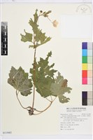 藏品(小白頭翁、野棉花)的圖片