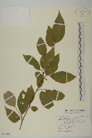 藏品(佩羅特木)的圖片