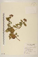 藏品(花蓮澤蘭)的圖片