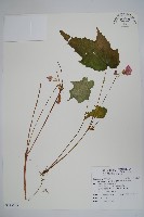 藏品(水鴨腳)的圖片