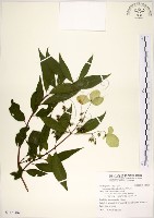 藏品(華八仙)的圖片