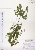 藏品(灰木)的圖片