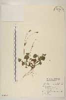 藏品(紫背草)的圖片