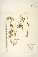 藏品(玉山黃菀)的圖片