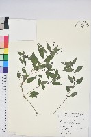 藏品(山靛)的圖片