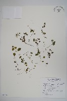 藏品(山桔梗)的圖片