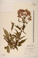 藏品(臺灣澤蘭)的圖片