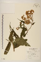 藏品(台灣澤蘭)的圖片