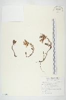 藏品(玉山佛甲草)的圖片