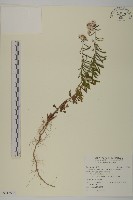 藏品(玉山抱莖籟簫)的圖片