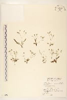 藏品(能高刀傷草)的圖片