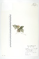 藏品(高山青木香、腺毛青木香)的圖片