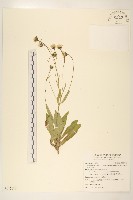 藏品(玉山毛蓮菜)的圖片