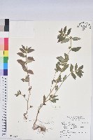 藏品(飛揚草)的圖片