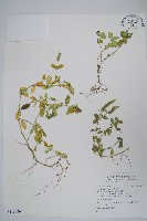 藏品(爵床)的圖片