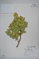 藏品(琉球黃楊)的圖片