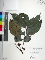 藏品(菲律賓火筒樹)的圖片