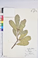 藏品(蘭嶼土沉香)的圖片