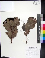 藏品(疏脈赤楠)的圖片