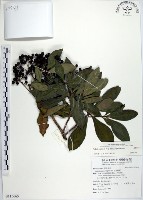 藏品(樹杞)的圖片