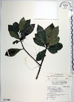 藏品(樹杞)的圖片