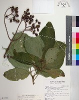 藏品(大葉玉葉金花)的圖片