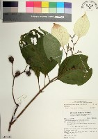 藏品(大葉玉葉金花)的圖片