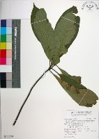 藏品(球果杜英、早田氏杜英)的圖片