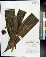 藏品(白鶴蘭)的圖片