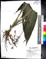 藏品(白鶴蘭)的圖片