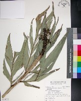 藏品(蘭嶼法氏薑)的圖片