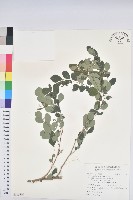 藏品(紅仔珠)的圖片