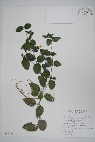 藏品(匍匐半插花)的圖片