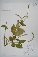 藏品(牛膝)的圖片