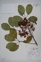藏品(鵝掌藤)的圖片