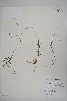 藏品(細葉蘭花參)的圖片