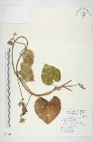 藏品(圓葉牽牛)的圖片