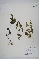藏品(爵床、六角英)的圖片