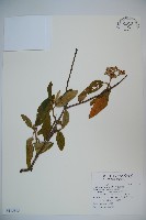 藏品(密生莢迷)的圖片