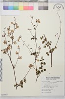 藏品(偏翅唐松草)的圖片