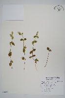 藏品(橢苞爵床)的圖片